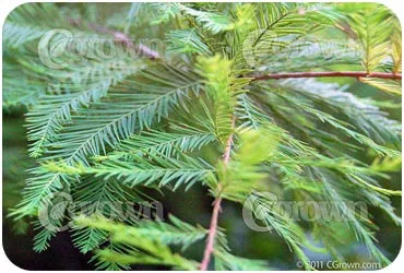Container Grown Wholesale Plant Nursery