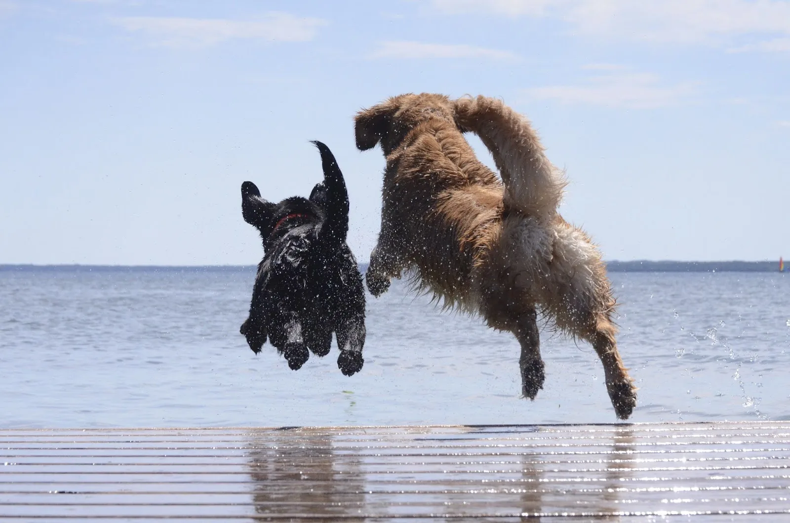 Specialists in Companion Animal Neurology (SCAN) - Naples