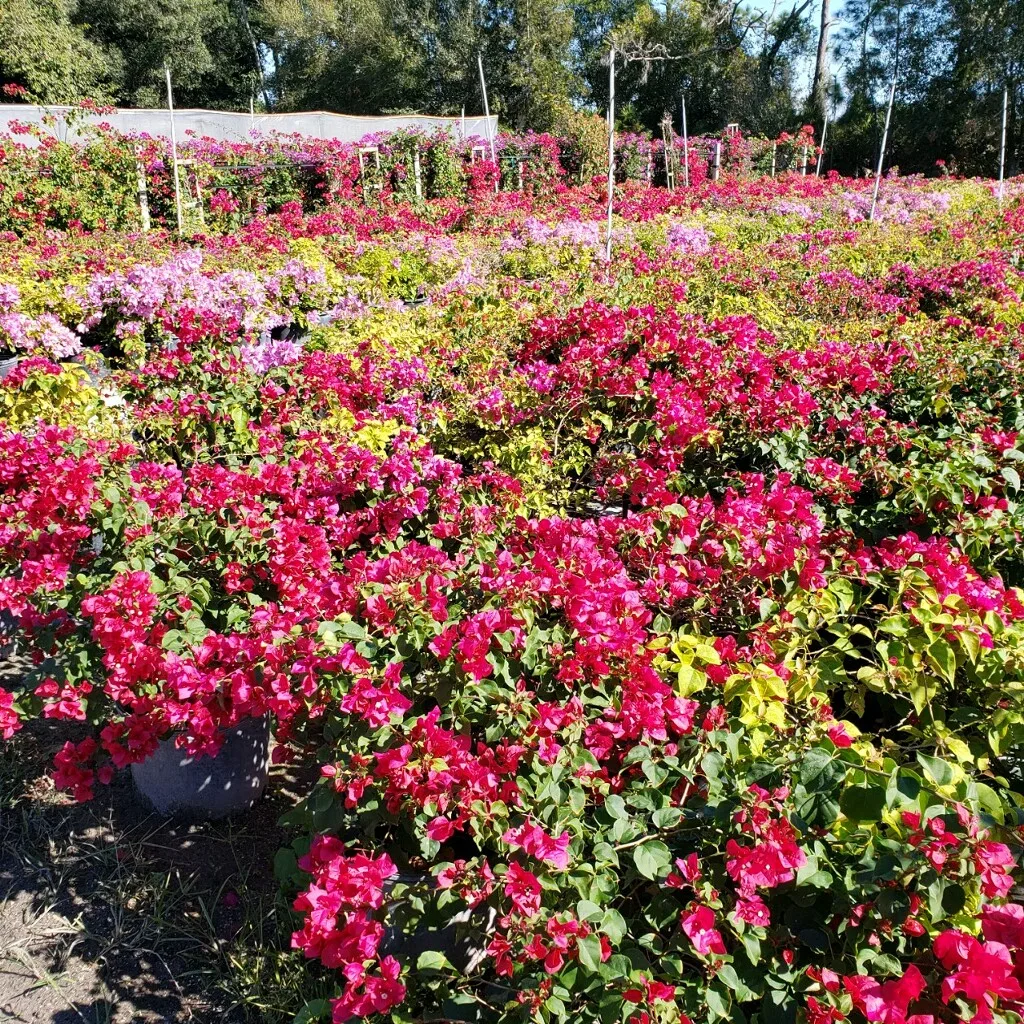 Sanctuary Nursery